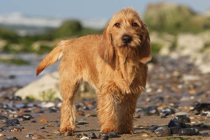 Basset Fauve de Bretagne standing on a beach.