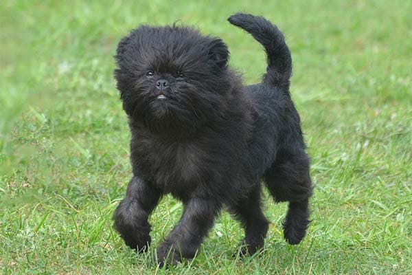 Affenpinscher running outdoors.
