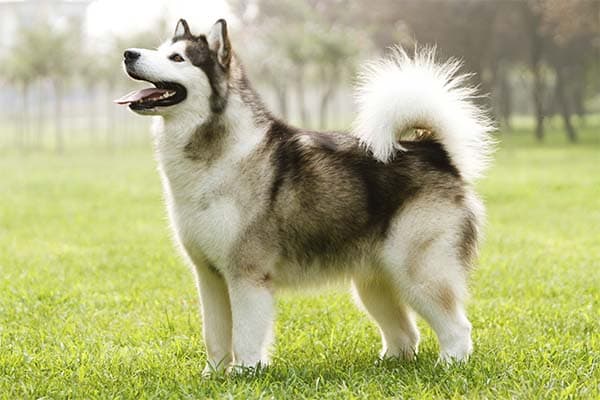 Alaskan Malamute standing in profile in the grass.