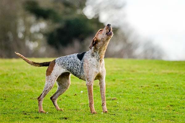 American English Coonhound howling in a field.