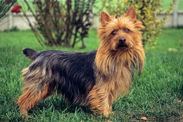 Australian Terrier standing in the garden