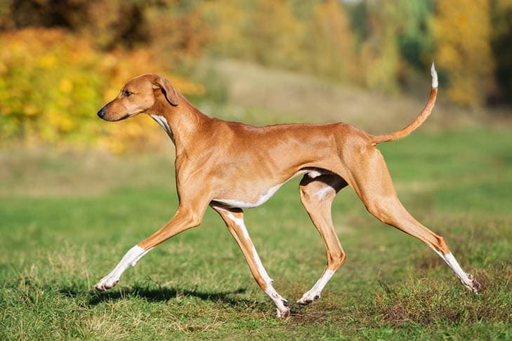 Azawakh jogging in a green grassy field.
