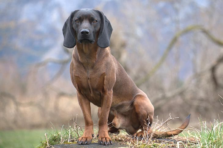 Bavarian Mountain Scent Hound