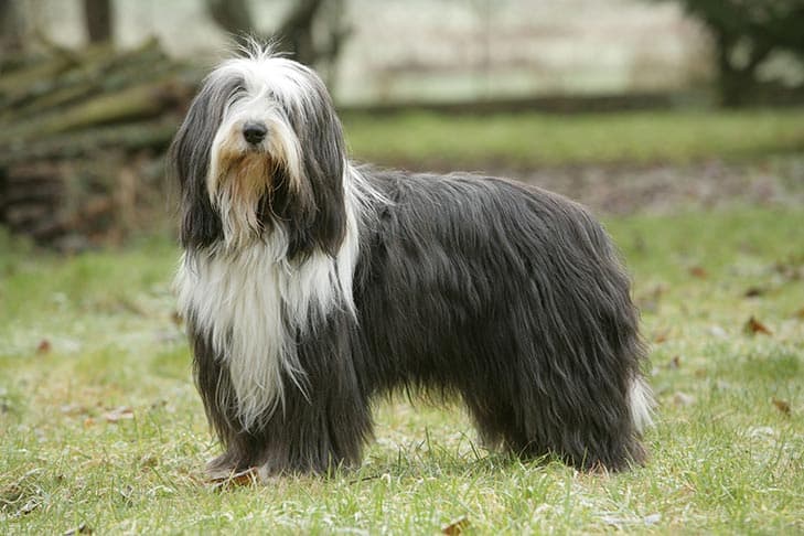 Bearded Collie standing in a field.