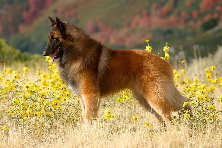 Belgian Tervuren standing in a field with yellow wildflowers.