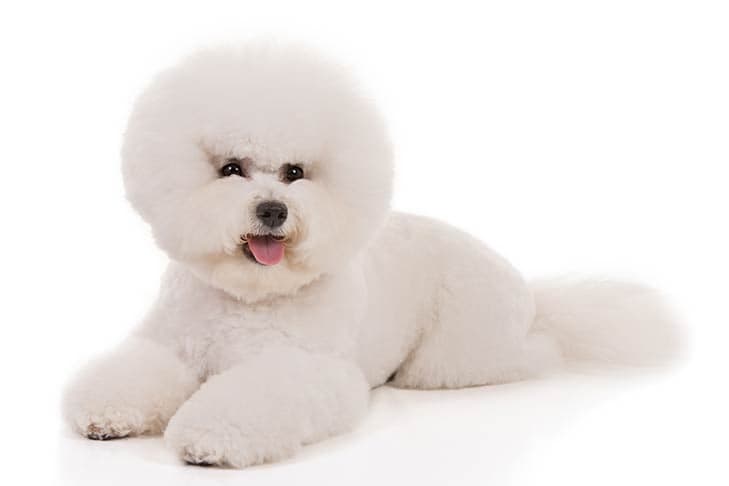 Bichon Frise laying down in three-quarter view facing forward.