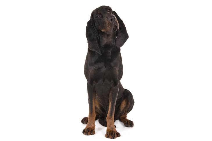 Black and Tan Coonhound sitting facing forward.