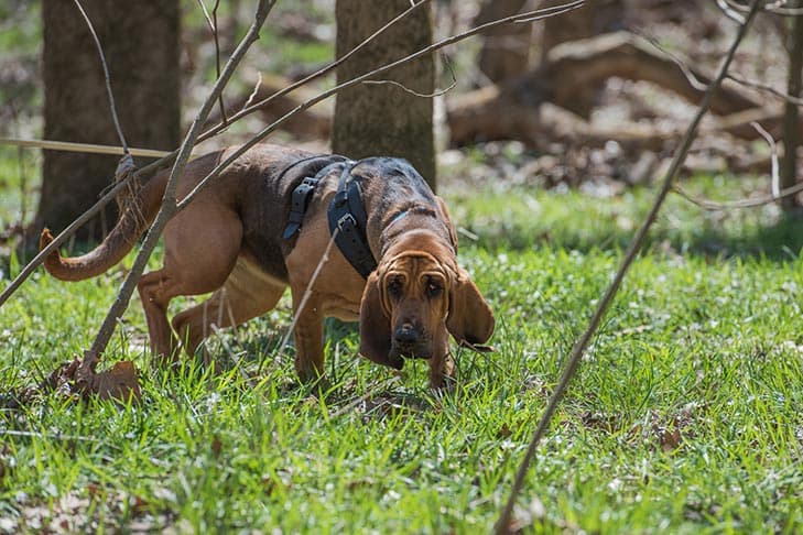 Bloodhound on a scent in the woods.