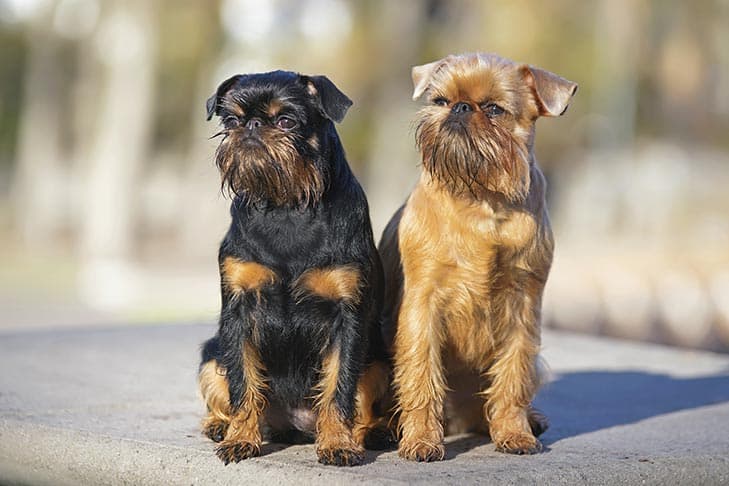 Two Brussels Griffons sitting side by side outdoors.
