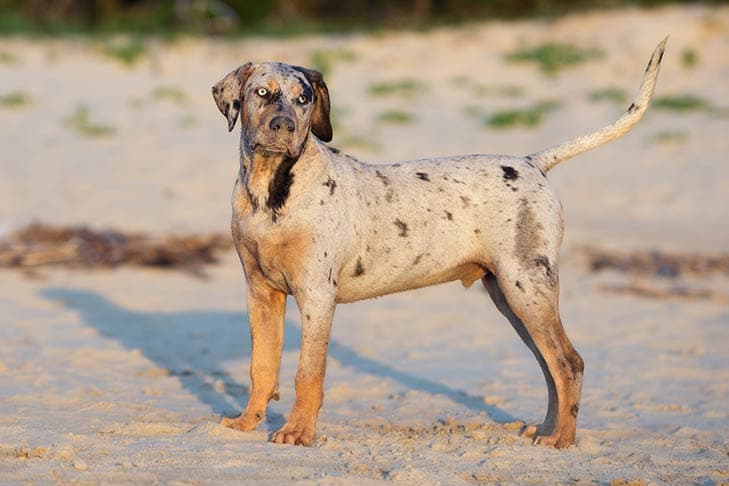 Catahoula Leopard Dog standing outdoors on the beach.