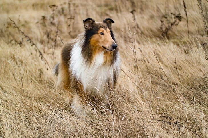Collie standing in a field of wild grasses.