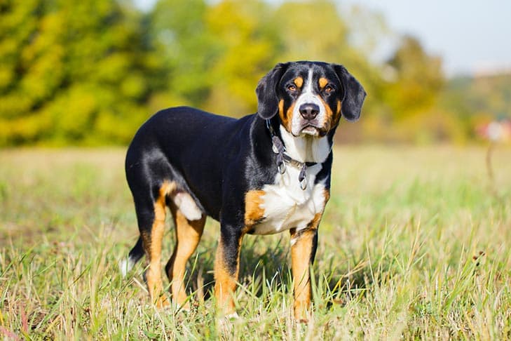 Entlebucher Mountain Dog standing in a field.