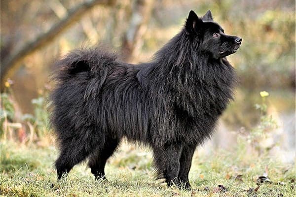 Large German Spitz standing in profile outdoors.