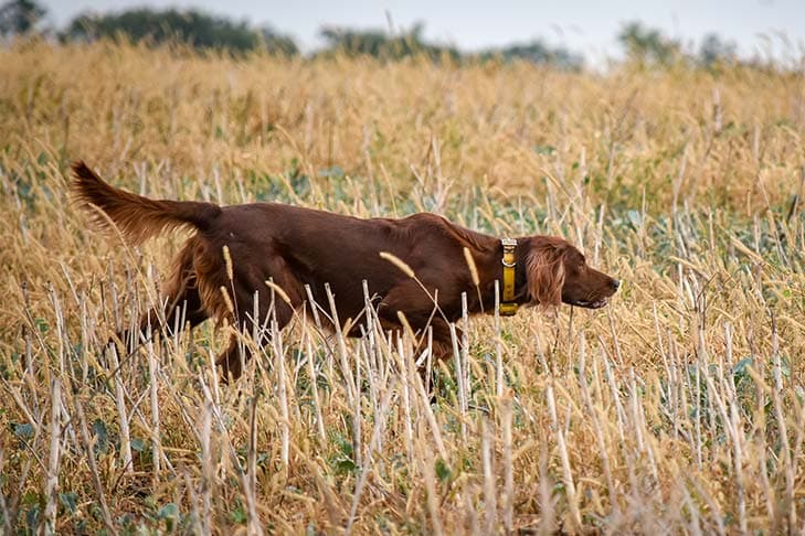 Irish Setter on point in a field.