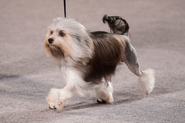 Lowchen at the AKC National Championship presented by Royal Canin.
