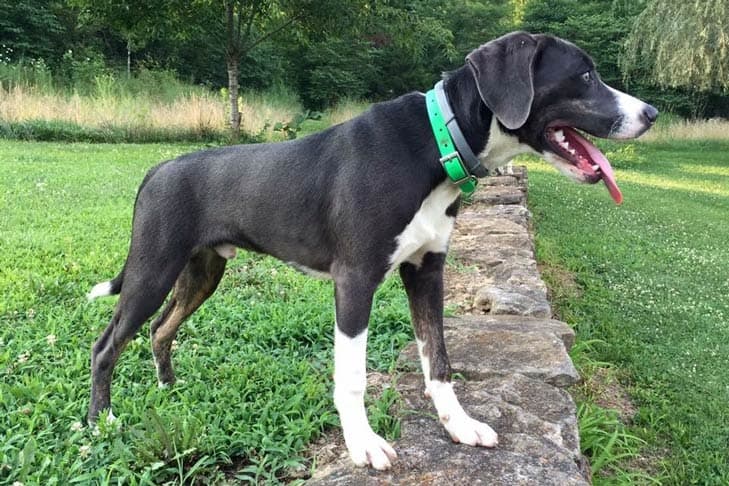 Mountain Cur standing in the garden.