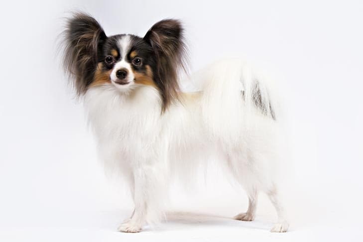 Papillon standing facing left, head turned forward