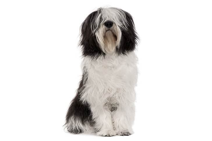 Polish Lowland Sheepdog sitting in three-quarter view facing forward