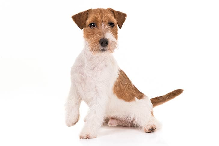 Russell Terrier sitting in three-quarter view.