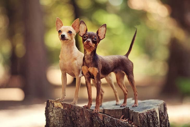Two Russian Toys standing on a tree stump outdoors.