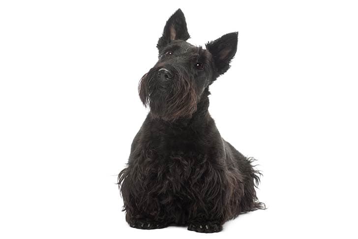 Skót terrier