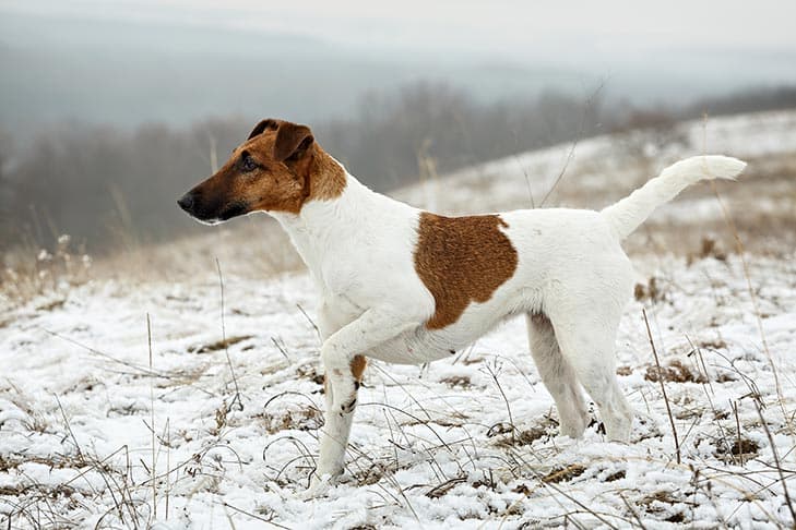 Smooth Fox Terrier standing in a field in winter.