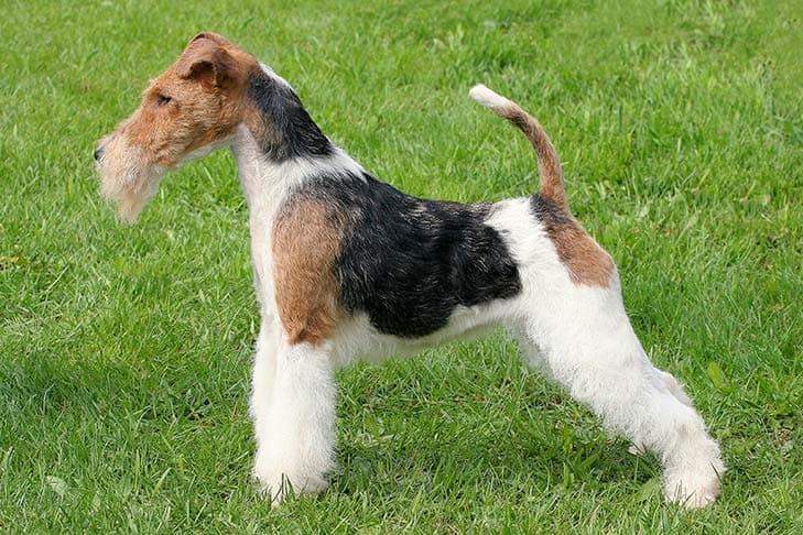 Wire Fox Terrier standing in profile in the grass.