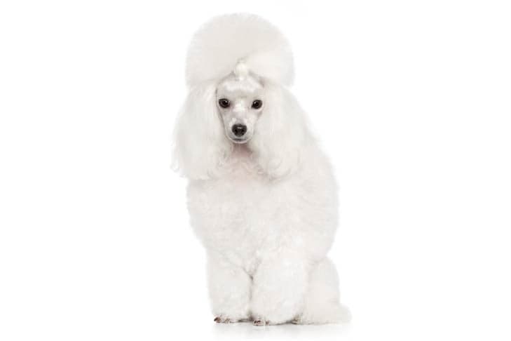 White Toy Poodle sitting facing forward.