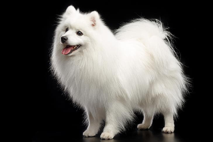 Japanese Spitz standing in three-quarter view.