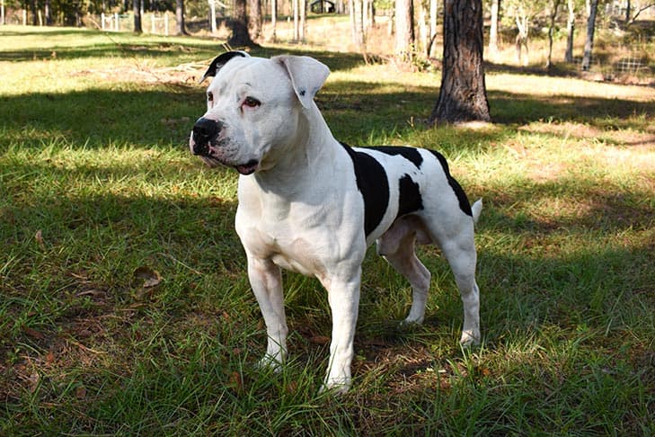 American Bulldog standing in the grass in three-quarter view.