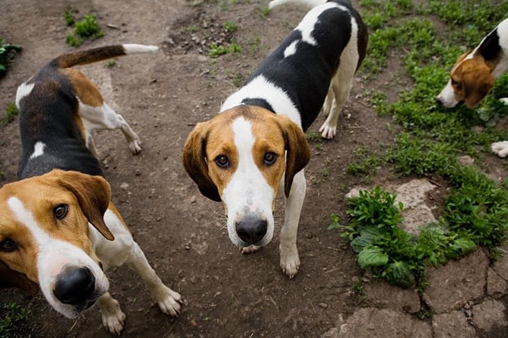 Pair of American Foxhounds standing outdoors looking up at the viewer.