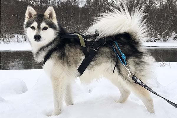 Alaskan Klee Kai standing in the snow attached to a harness.
