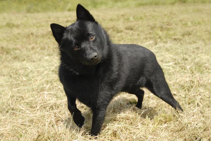 Schipperke standing in a field.