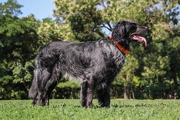 Blue Picardy Spaniel standing in profile in the park.