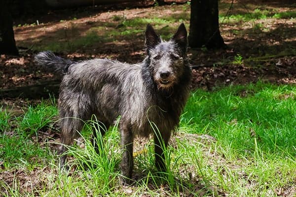 Bouvier des Ardennes standing outdoors.